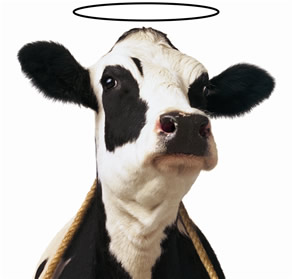Sacred cow